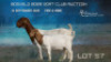 1 X BOER GOAT FLOCK PREGNANT DOE Welgelee Boer Goat Stud