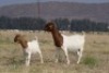 1 X BOER GOAT FLOCK PREGNANT DOE Welgelee Boer Goat Stud - 2