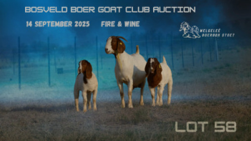 1+2 X BOER GOAT FLOCK DOE Welgelee Boer Goat Stud