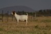 1+2 X BOER GOAT FLOCK DOE Welgelee Boer Goat Stud - 2