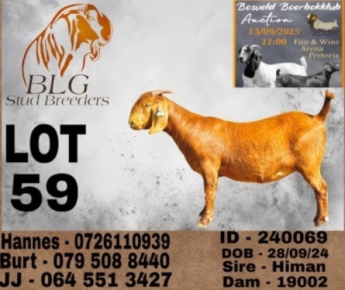 1 X KALAHARI RED FLOCK DOE BLG Stud Breeders