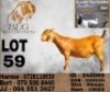 1 X KALAHARI RED FLOCK DOE BLG Stud Breeders