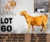 WITHDRAWN - 1 X KALAHARI RED PREGNANT DOE BLG Stud Breeders