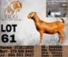 1 X KALAHARI RED FLOCK DOE BLG Stud Breeders