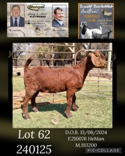 1 X KALAHARI RED STUD PREGNANT DOE Dhidejak