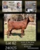 1 X KALAHARI RED STUD PREGNANT DOE Dhidejak