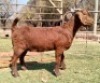 1 X KALAHARI RED STUD PREGNANT DOE Dhidejak - 2