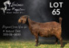 1 X KALAHARI RED FLOCK ON COLOUR PREGNANT DOE Salmon van Huyssteen Boer Goat Stud