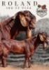1 X KALAHARI RED FLOCK ON COLOUR PREGNANT DOE Salmon van Huyssteen Boer Goat Stud - 3