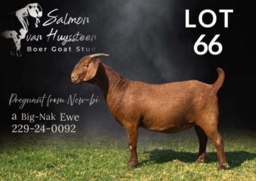 1 X KALAHARI RED FLOCK ON REGISTRATION PREGNANT DOE Salmon van Huyssteen Boer Goat Stud