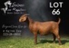 1 X KALAHARI RED FLOCK ON REGISTRATION PREGNANT DOE Salmon van Huyssteen Boer Goat Stud