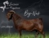 1 X KALAHARI RED FLOCK ON REGISTRATION PREGNANT DOE Salmon van Huyssteen Boer Goat Stud - 2