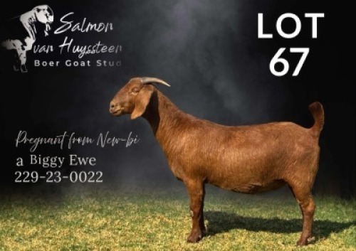 1 X KALAHARI RED STUD PREGNANT DOE Salmon van Huyssteen Boer Goat Stud