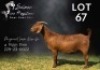 1 X KALAHARI RED STUD PREGNANT DOE Salmon van Huyssteen Boer Goat Stud