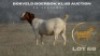 WITHDRAWN - 1 X BOER GOAT PREGNANT DOE Brent-Meek Boer Goat Stud