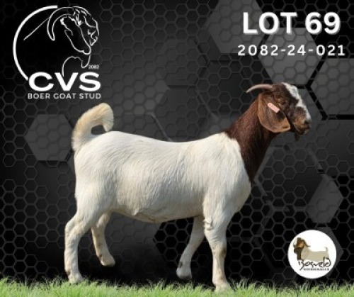 1 X BOER GOAT FLOCK DOE CVS Boer Goat Stud