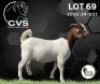 1 X BOER GOAT FLOCK DOE CVS Boer Goat Stud