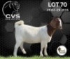 1 X BOER GOAT FLOCK DOE CVS Boer Goat Stud