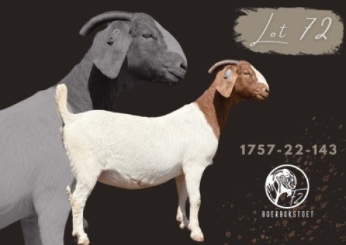 1 X BOER GOAT STUD PREGNANT DOE F2 Boerbokstoet