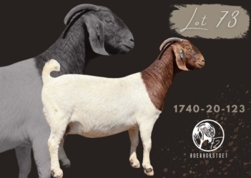 WITHDRAWN - 1 X BOER GOAT PREGNANT DOE F2 Boerbokstoet