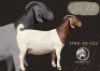 WITHDRAWN - 1 X BOER GOAT PREGNANT DOE F2 Boerbokstoet