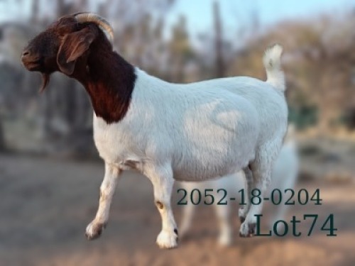 WITHDRAWN - 1 X BOER GOAT PREGNANT DOE Fela Stoet Boerdery