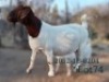 WITHDRAWN - 1 X BOER GOAT PREGNANT DOE Fela Stoet Boerdery