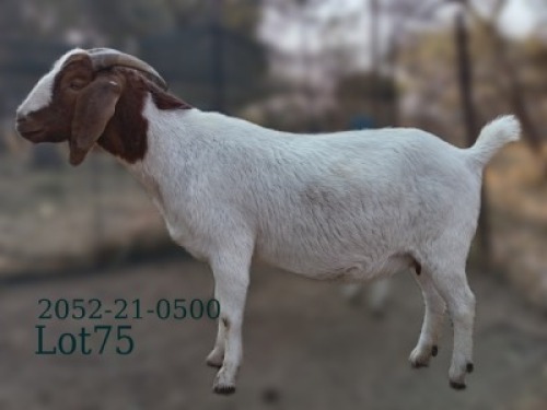 WITHDRAWN - 1 X BOER GOAT PREGNANT DOE Fela Stoet Boerdery