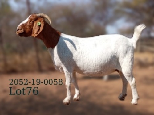 WITHDRAWN - 1 X BOER GOAT PREGNANT DOE Fela Stoet Boerdery