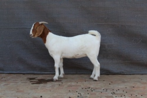 1 X BOER GOAT STUD DOE Fourie Boerbokstoet