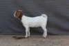 1 X BOER GOAT STUD DOE Fourie Boerbokstoet