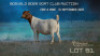 WITHDRAWN - 1 X BOER GOAT PREGNANT DOE Welgelee Boer Goat Stud
