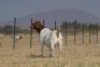 WITHDRAWN - 1 X BOER GOAT DOE Welgelee Boer Goat Stud - 2