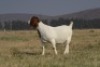 1 X BOER GOAT FLOCK PREGNANT DOE Welgelee Boer Goat Stud - 2