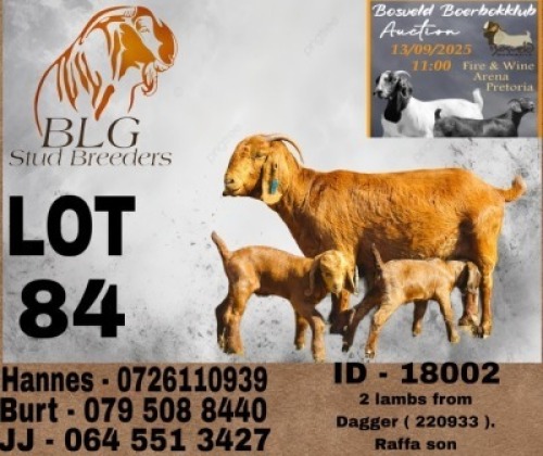 1+2 X KALAHARI RED STUD DOE BLG Stud Breeders