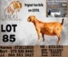 1 X KALAHARI RED FLOCK PREGNANT DOE BLG Stud Breeders