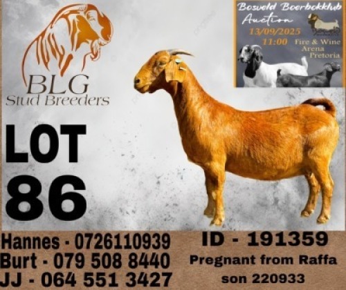 WITHDRAWN - 1 X KALAHARI RED PREGNANT DOE BLG Stud Breeders