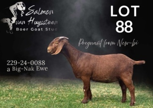 1 X KALAHARI RED STUD DOE Salmon van Huyssteen Boer Goat Stud