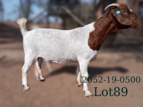 WITHDRAWN - 1 X BOER GOAT PREGNANT DOE Fela Stoet Boerdery