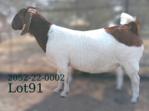 WITHDRAWN - 1 X BOER GOAT PREGNANT DOE Fela Stoet Boerdery