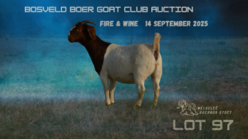 1 X BOER GOAT FLOCK DOE Welgelee Boer Goat Stud