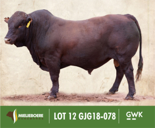 LOT&nbsp;12: GJG 180078