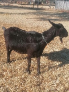  1 X BLACK MILK GOATS OOI/EWE GELUKSFONTEIN