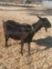 &nbsp;1 X BLACK MILK GOATS OOI/EWE GELUKSFONTEIN