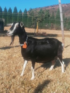 1 X BRITISH ALPINE EWE/OOI GELUKSFONTEIN