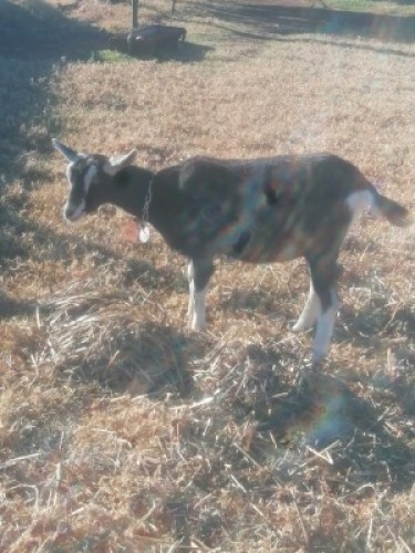 1&nbsp;X BRITISH ALPINE EWE/OOI GELUKSFONTEIN
