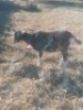 1&nbsp;X BRITISH ALPINE EWE/OOI GELUKSFONTEIN