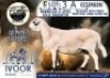 WITHDRAWN - 1 X MEATMASTER PREGNANT EWE Collen Boerdery