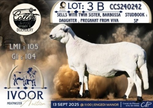 1 X MEATMASTER PREGNANT EWE Collen Boerdery