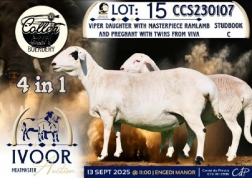1 X MEATMASTER PREGNANT EWE Collen Boerdery